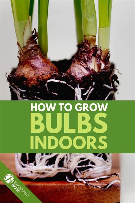 Easy to grow bulbs - Dig holes 2 to 2.5' apart and tuck your plants into the ground with the roots pointing downwards and the "eyes" or growing points about an inch below soil level. Fill in the surrounding soil and firmly pat down around the plants. For container planting, start with well-draining, humus-rich potting soil and containers with adequate drainage ...